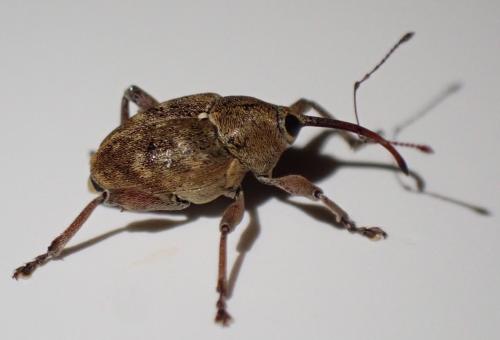 Réf. 329 055 : Curculio nucum